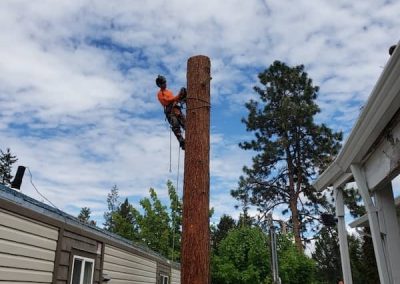 arborist tree services tree removal Kelowna BC