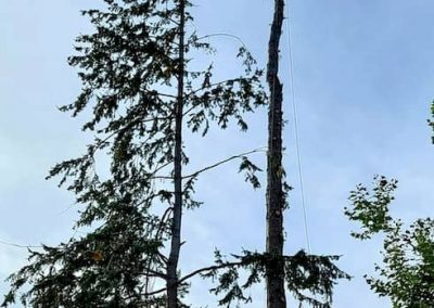 arborist tree services tree removal Kelowna BC
