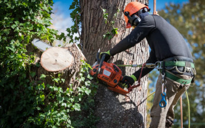Spurless Climbing for Tree Maintenance