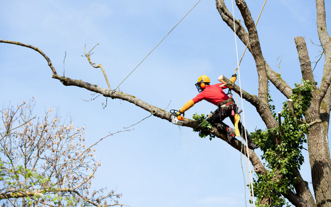 Top 3 Reasons You Need an Arborist