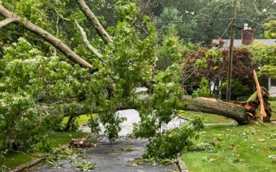 3 Reasons Not to Remove A Tree Yourself