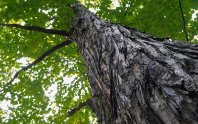 5 Tips For When Trees Grow Too Big