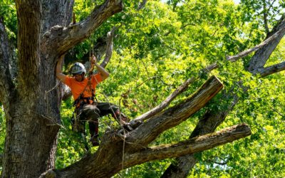 How A Professional Tree Service Can Benefit Your Business