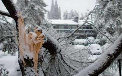 Tips for Preventing Snow & Ice Damage to Your Trees