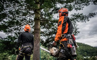 What is an Arborist?