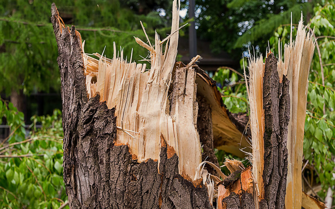3 Ways To Remove Old Stumps From Your Property