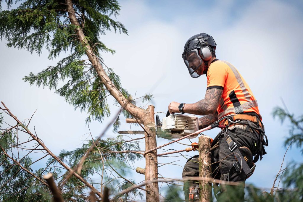 rigger-cuts-branches-using-ropes-and-saws