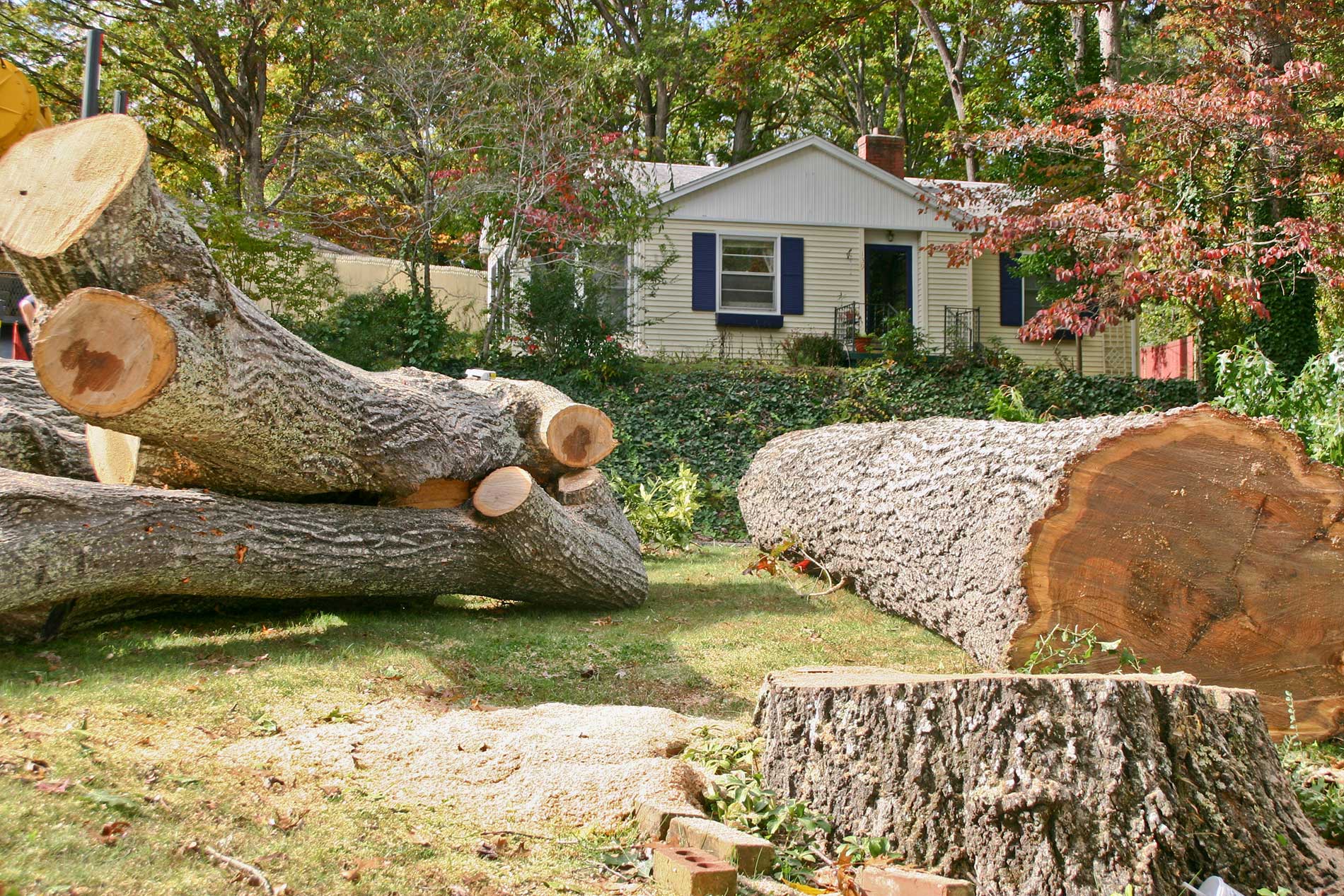 How to Know When a Tree Should Be Removed? - Kelowna Tree Removal ...