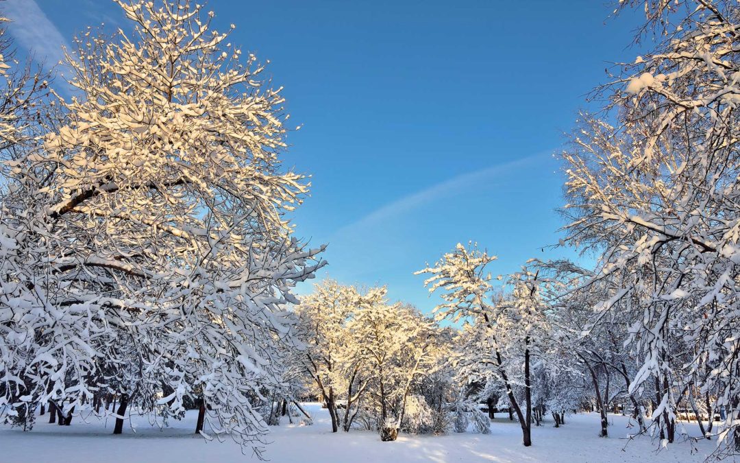 Keep Your Trees Healthy with Arbor Worx Tree Services